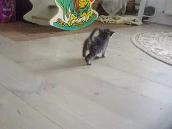 daruji poslední kočičku, nejmenší a nejmazlivější
