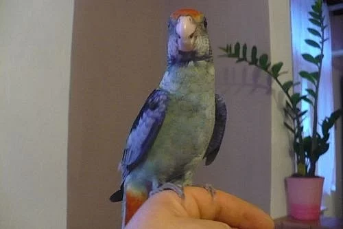 Ochočená ručně dokrmená rosela 