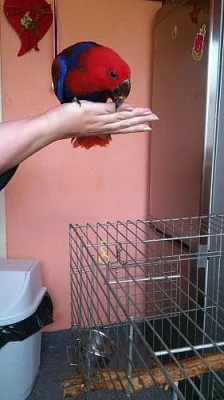 Eklektus roratus polychloros 100% čistá forma -
