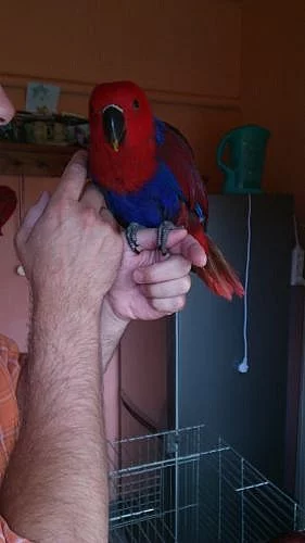 Eklektus roratus polychloros 100% čistá forma -