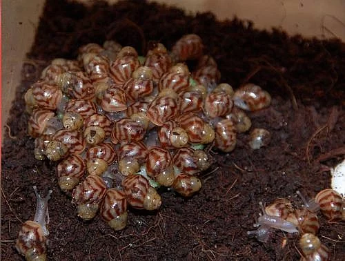 Achatina reticulata