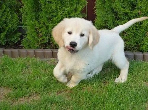 Pejsek (Show puppy) Zlatého retrievera k odběru