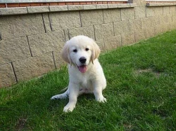 Pejsek (Show puppy) Zlatého retrievera k odběru