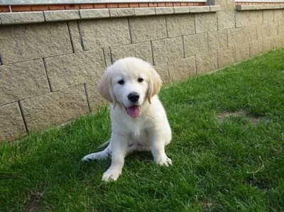 Pejsek (Show puppy) Zlatého retrievera k odběru