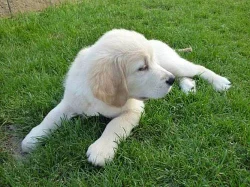 Pejsek (Show puppy) Zlatého retrievera k odběru