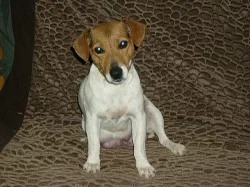JACK RUSSELL TERIER PRAHA-ZÁPAD
