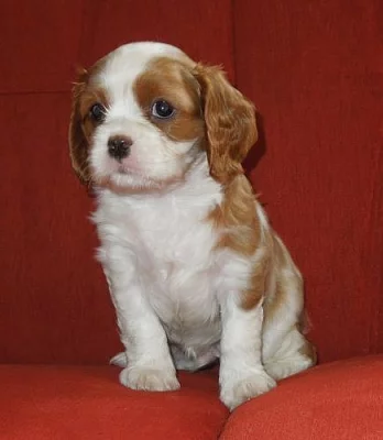 Kavalír King Charles španěl