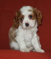 Kavalír King Charles španěl