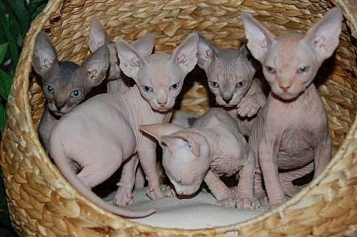 Koťata Sphynx s PP