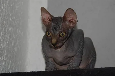 Koťata Sphynx s PP