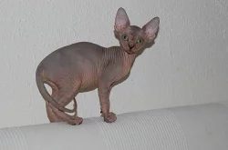 Koťata Sphynx s PP