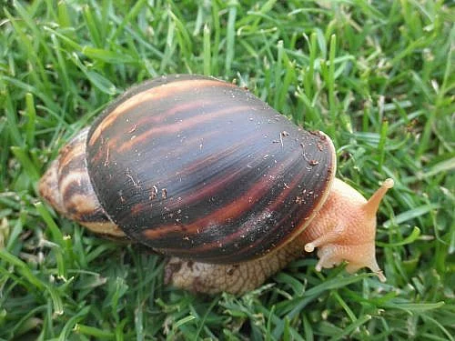 Prodám mláďata achatina immaculata