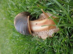 Prodám mláďata achatina immaculata