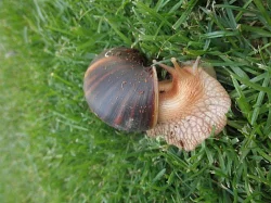 Prodám mláďata achatina immaculata