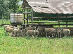 Prodám ovce