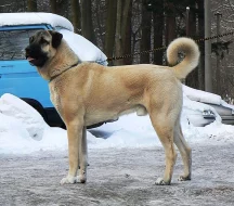 Anatolský pastevecký pes - kangal, pejsci s PP