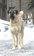 Anatolský pastevecký pes - kangal, pejsci s PP