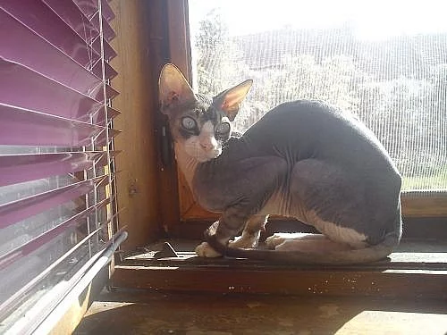Sphynx kočka a koucour
