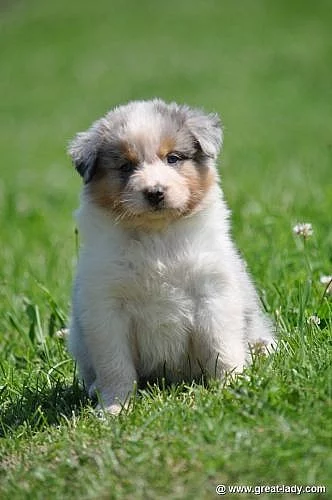 Australský ovčák k odběru ihned