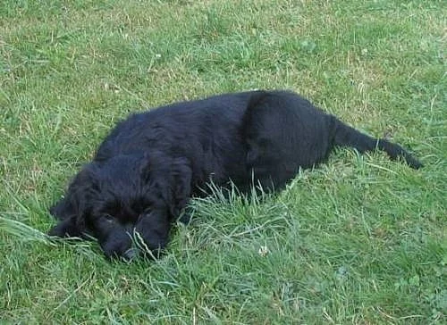 Briard - štěně s PP