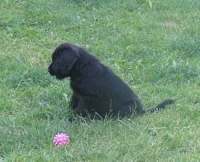 Briard - štěně s PP