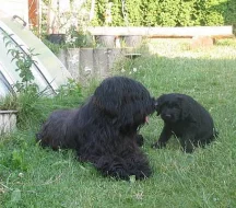 Briard - štěně s PP