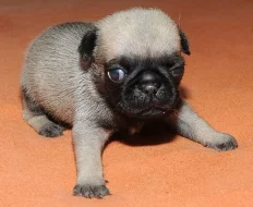 Mops