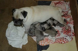 Mops