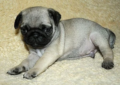 Mops