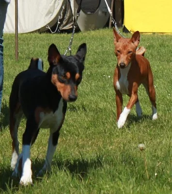 štěňata basenji