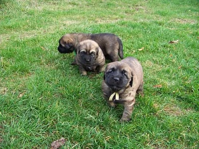 Leonberger - štěňata s PP
