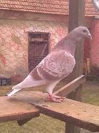 standardní poštovní holubi