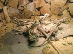 mladata Pogona vitticeps ( Agama vousata )