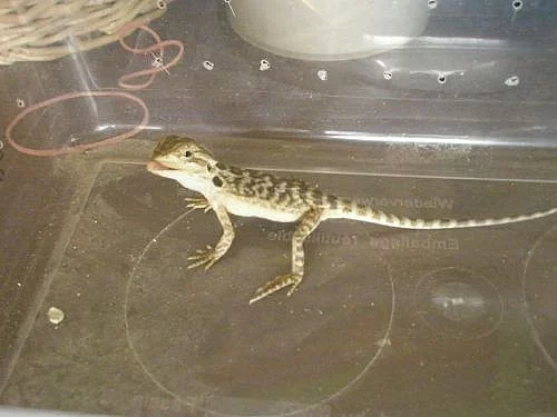 mladata Pogona vitticeps ( Agama vousata )