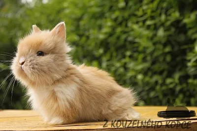 Zakrslí teddy králíčci s VP - Praha, Brno,Rakovník