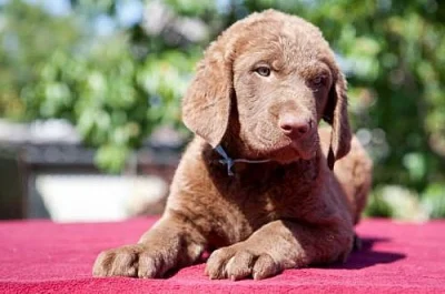Chesapeake bay retriver(jak hnědý labrador) s PP