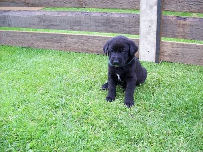 Prodám krásná štěňata labradora s VŠSP