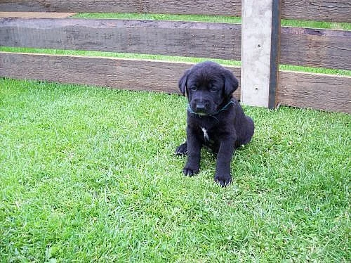 Prodám krásná štěňata labradora s VŠSP