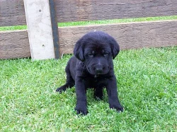 Prodám krásná štěňata labradora s VŠSP