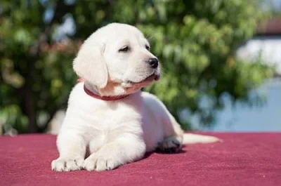 Labrador retriver (černá a žlutá) s PP k odběru