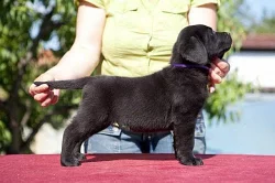 Labrador retriver (černá a žlutá) s PP k odběru