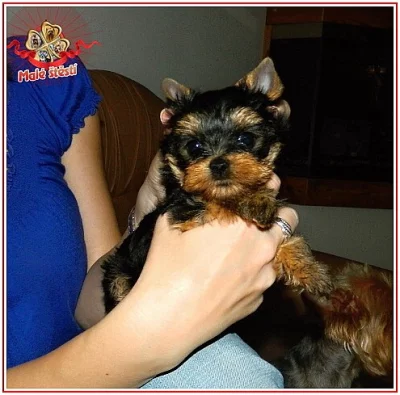 Yorkshire terrier  s PP - fenečka