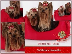 Yorkshire terrier s PP - fenečka