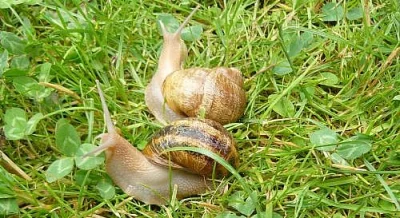 Hlemyzd helix aspersa maxima
