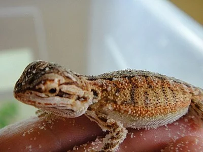 Agama vousatá