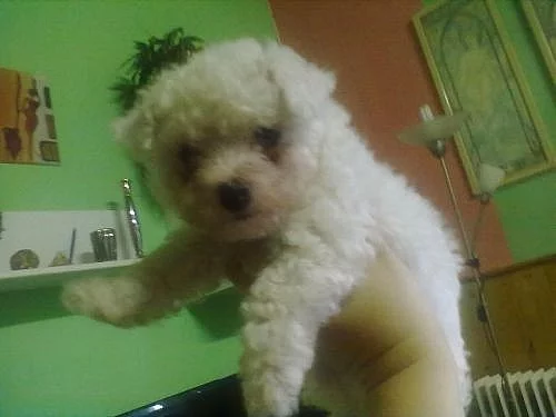 Prodám  štěnátko bišonka