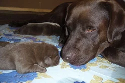 Čokoládová štěňátka Labradora s PP