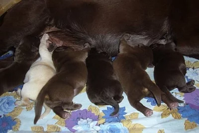 Čokoládová štěňátka Labradora s PP