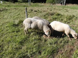 Jehnice ovce šumavské