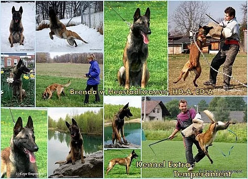 Belgický ovčák malinois - pracovní linie